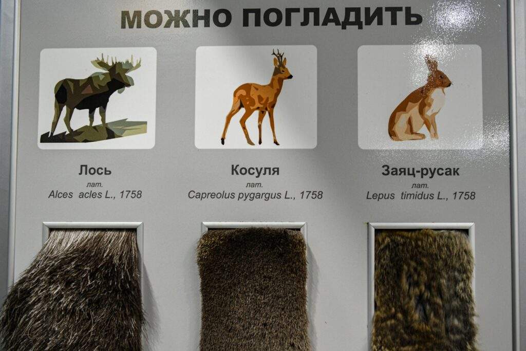 Интерактивный экспонат Байкальского музея